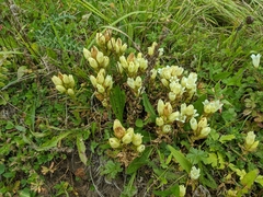 Gentiana gelida