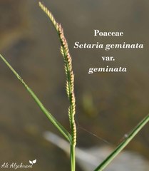 Setaria geminata