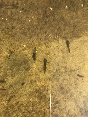 Ichthyosaura alpestris alpestris