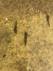 Ichthyosaura alpestris alpestris