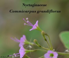 Commicarpus grandiflorus