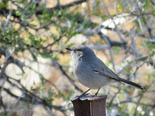 Layard's Warbler (Curruca layardi), photo 9