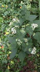 Ageratina altissima