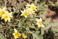 Romulea citrina