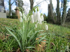 Galanthus nivalis