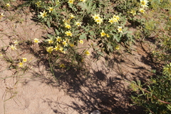 Romulea citrina