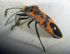Lygaeus equestris