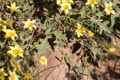 Romulea citrina