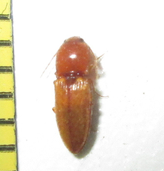 Cardiophorinae