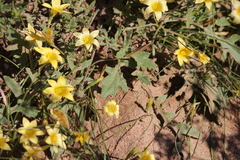 Romulea citrina