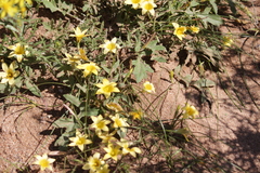 Romulea citrina