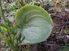 Eriospermum pubescens