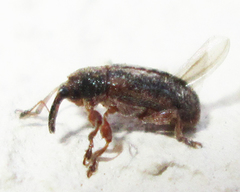 Amphibolocorynus varius