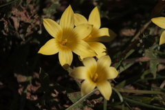 Romulea citrina
