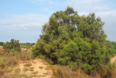 Tamarix nilotica