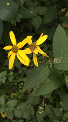 Rudbeckia laciniata