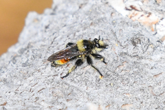 Laphria asturina