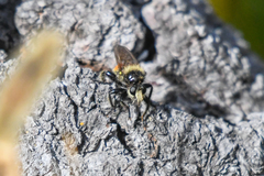 Laphria asturina