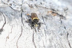 Laphria asturina