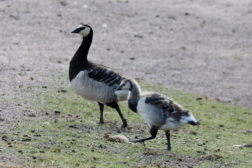 Barnacle Goose