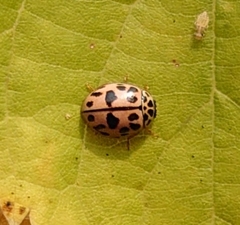 Oenopia conglobata