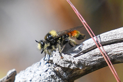 Laphria asturina