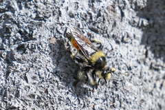 Laphria asturina