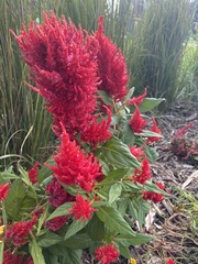 Celosia argentea plumosa