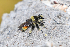 Laphria asturina