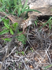 Sceloporus scalaris