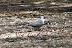 Streptopelia decaocto