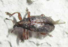 Amphibolocorynus varius