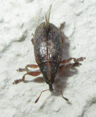 Amphibolocorynus varius