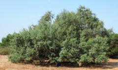 Tamarix nilotica