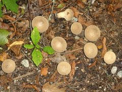Lycoperdon molle
