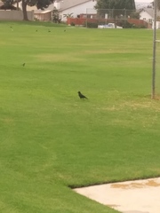 Corvus brachyrhynchos