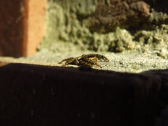 Marpissa muscosa