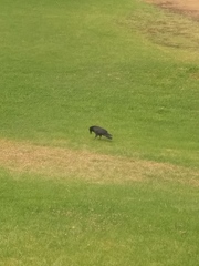 Corvus brachyrhynchos