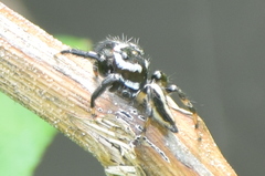 Plexippina