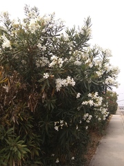 Nerium oleander