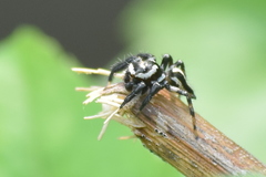 Plexippina