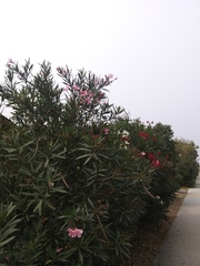 Nerium oleander