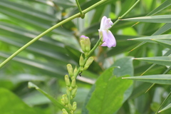 Canavalia ensiformis