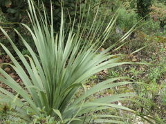 Nolina parviflora