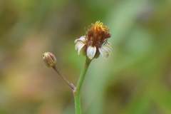 Glossocardia bidens