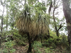 Nolina parviflora