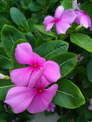 Catharanthus roseus