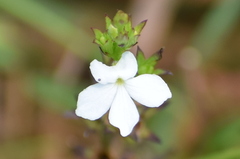Striga densiflora