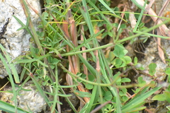 Glossocardia bidens
