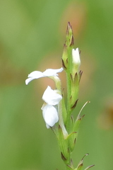 Striga densiflora